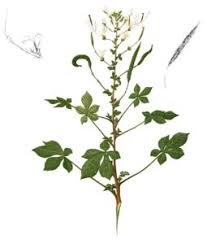 Lerotho | Cleome | Ulude
