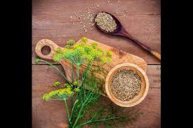 Fennel