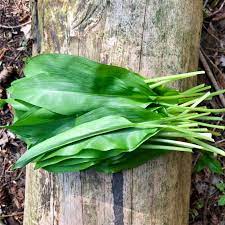 Wild garlic