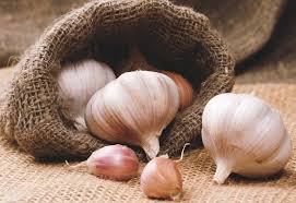 Garlic