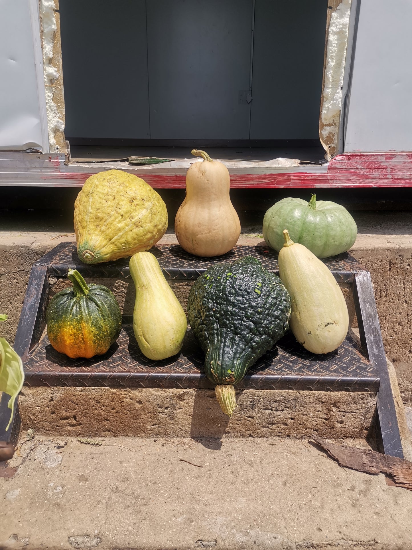 Pumpkin | iThanga