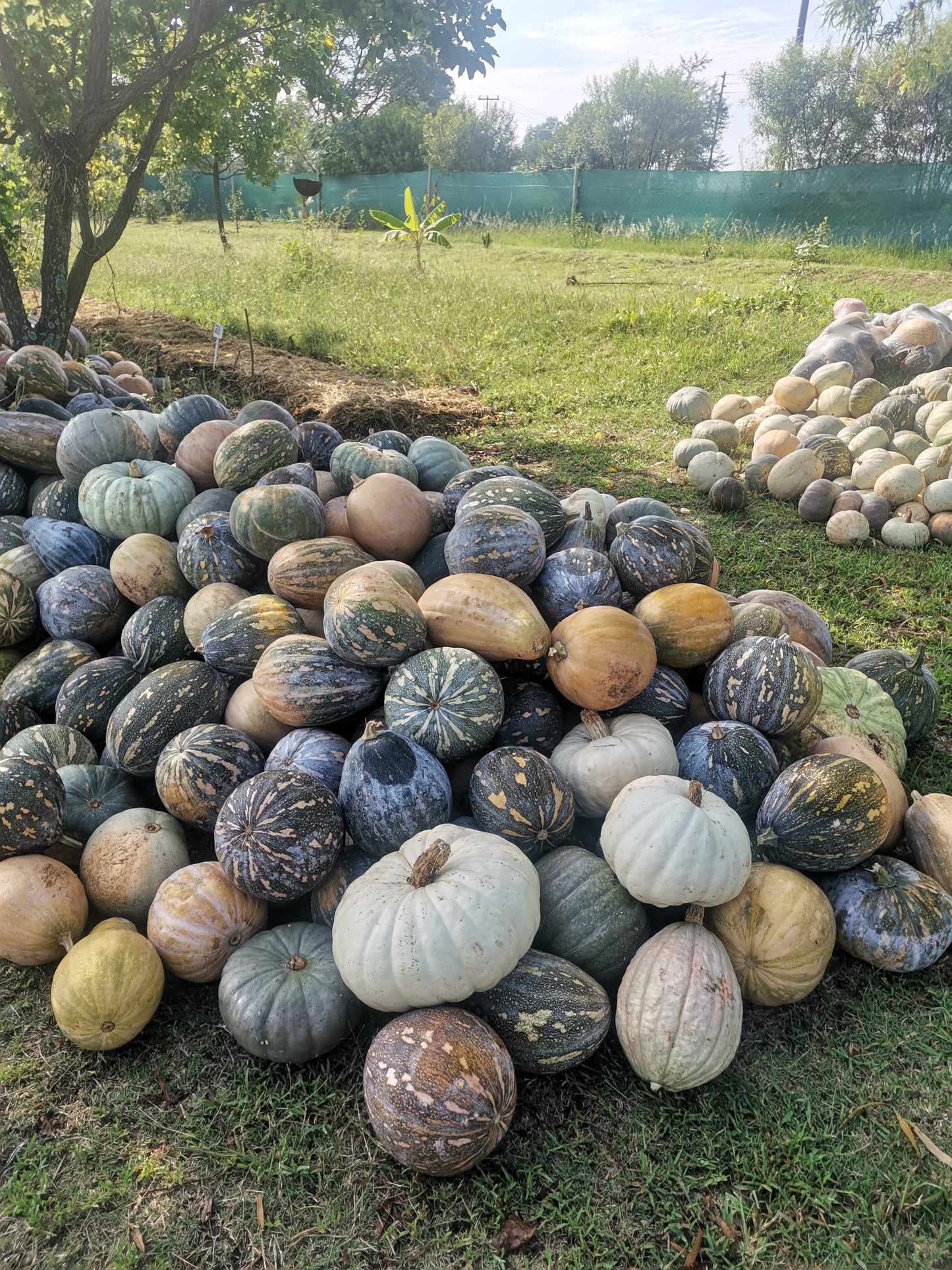 Pumpkin | iThanga