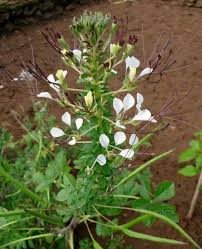 Lerotho | Cleome |Ulude