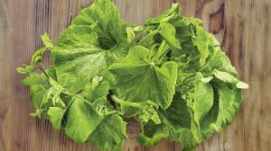 Pumpkin leaves