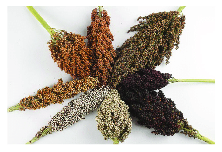 Grain products