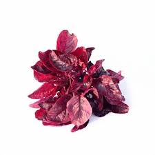 Amaranth | Mbuya | Thepe
