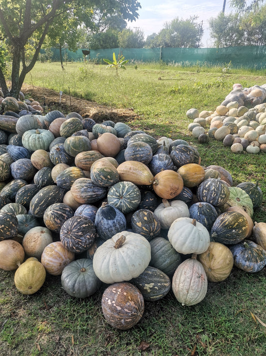 Pumpkin | iThanga