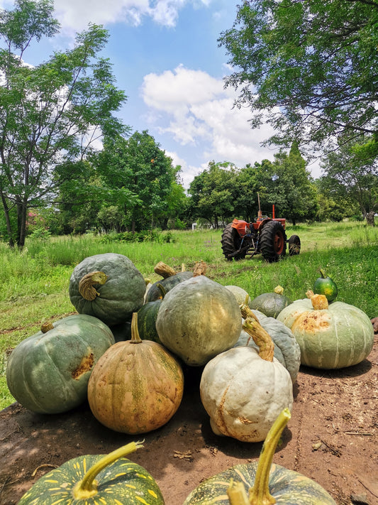 Pumpkin | iThanga